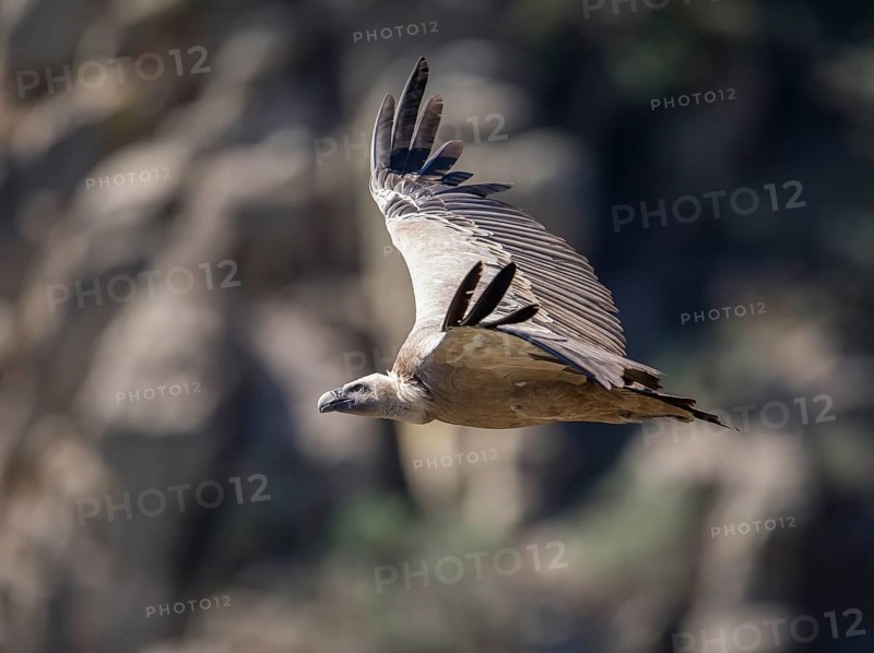 Griffon vulture (Gyps fulvus), Monfraguee National Park, Extremadura, Castilla La Mancha, Spain, Europe