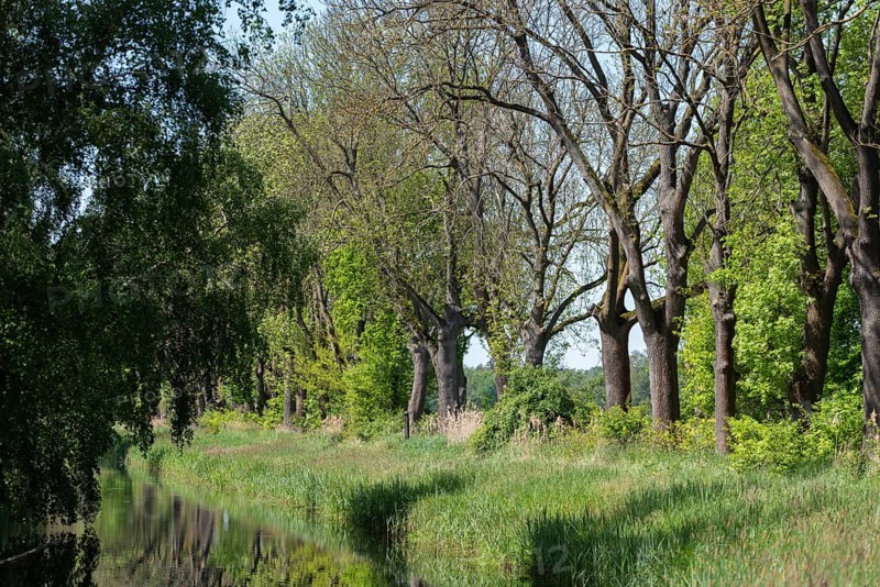 Avenue of trees by a quiet moat with lush greenery, Droemling Biosphere Reserve, Mannhausen, Saxony-Anhalt, Germany, Europe