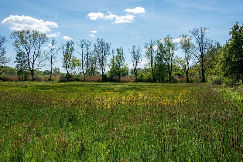 Spring landscape with field, trees and blue sky, Droemling Biosphere Reserve, Mannhausen, Saxony-Anhalt, Germany, Europe