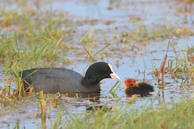 Common coot (Fulica atra), adult bird feeding a chick in a wet meadow, Ochsenmoor, spring, Lake Duemmer, Huede, Lower Saxony, Germany, Europe