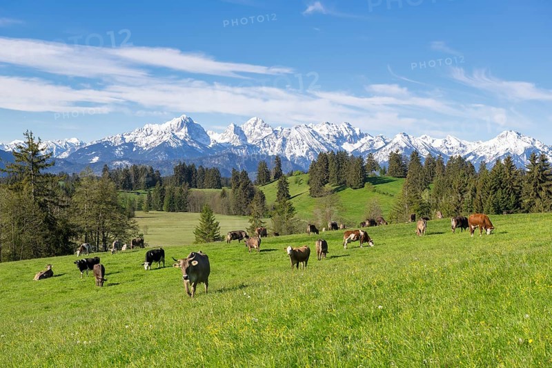 Dairy cows on a pasture, snow-covered mountains, hiking area, forest, trees, Allgaeu Alps, near Fuessen, Buching, Ostallgaeu, Allgaeu, Bavaria, Germany, Europe