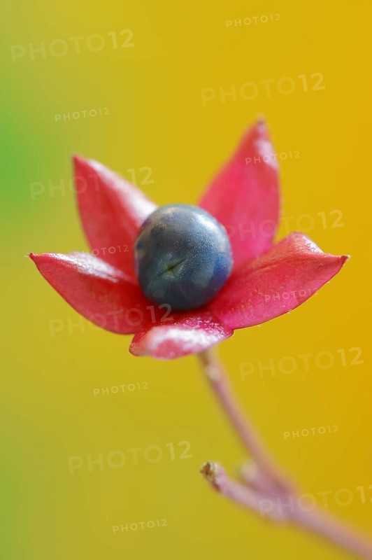 Japanese clerodendrum or Chinese clerodendrum (Clerodendrum trichotomum), fruiting stem, native to Asia, ornamental plant