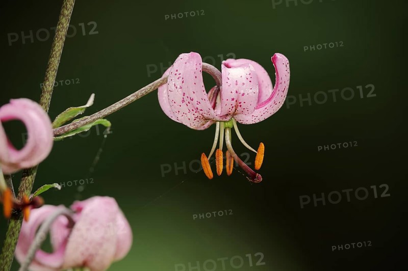 Turk's cap lily or martagon lily (Lilium martagon), flower, North Rhine-Westphalia, Germany, Europe
