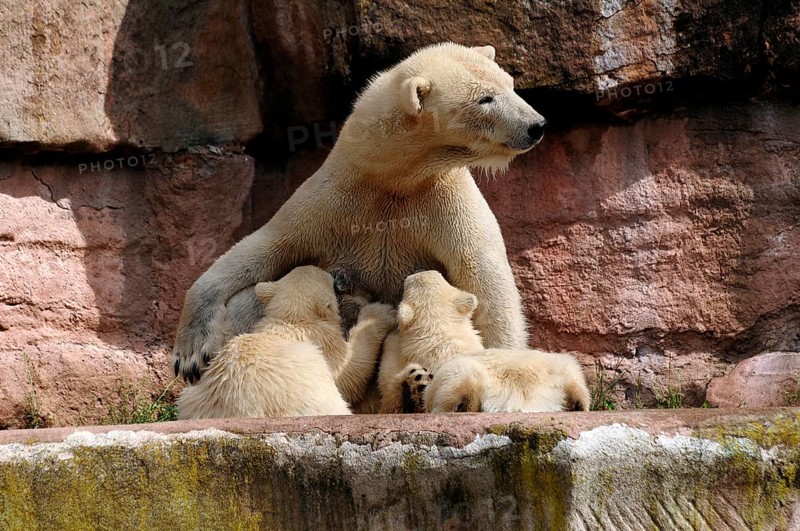 Polar bear mother suckling her two young polar bears, Ursus maritimus, Nuremberg Zoo, Am Tiergarten 30, Nuremberg, Middle Franconia, Bavaria, Germany, Europe