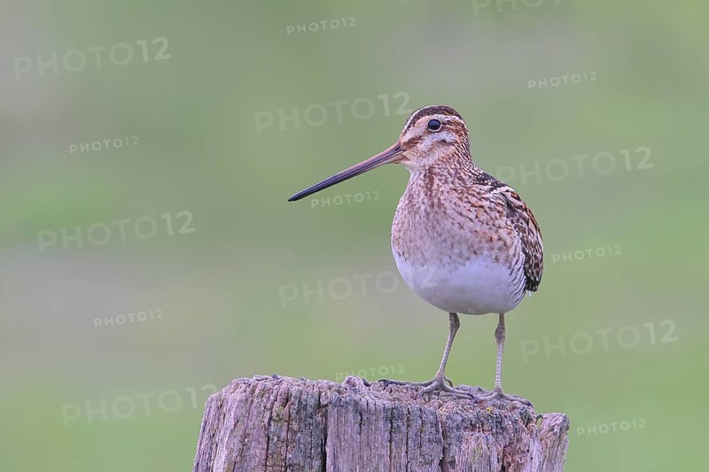 Snipe (Gallinago gallinago), standing on a pasture fence, snipe birds, wildlife, Ochsenmoor, Naturpark Duemmer See, Huede, Lower Saxony, Germany, Europe