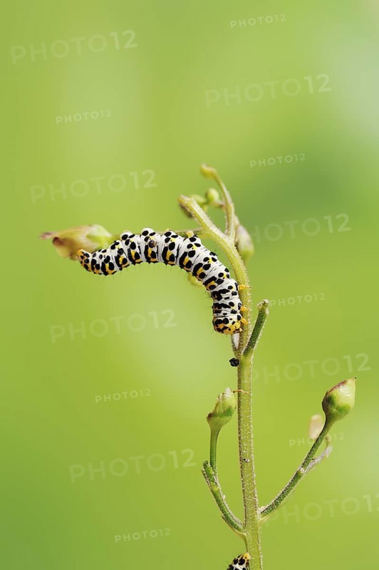 Brown-root monk (Shargacucullia scrophulariae), caterpillar, North Rhine-Westphalia, Germany, Europe