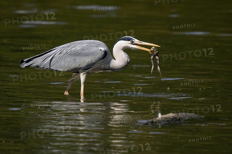 A grey heron (Ardea cinerea) stands in shallow water and holds a frog in its beak, Hesse, Germany, Europe