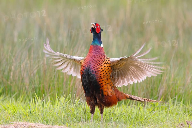 Pheasant, hunting pheasant (Phasianus colchicus), adult male bird flapping its wings in a meadow, Wildlife Lembruch, Ochsen Moor, Duemmer nature park Park, Lower Saxony, Germany, Europe