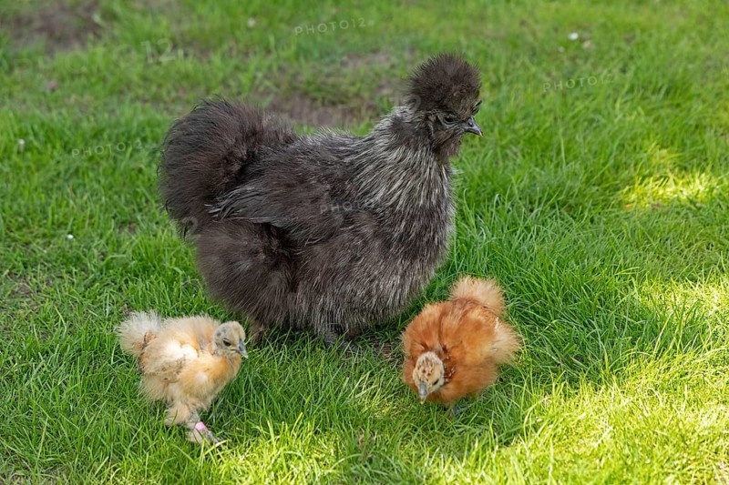 Silkie hen with chicks, Wittorf, Samtgemeinde Bardowick, Lower Saxony, Germany, Europe