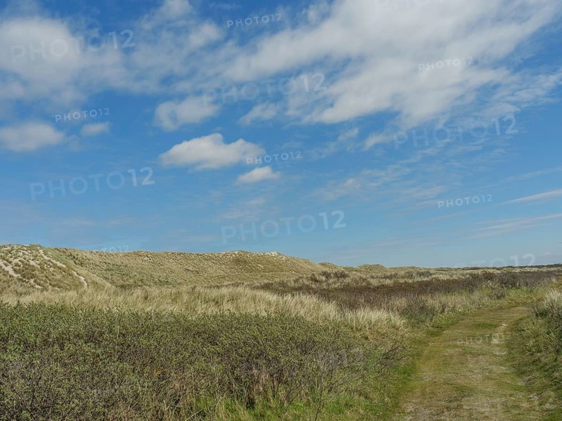 A nature trail leads through a hilly landscape with grass and dunes under a blue sky, dune and hiking trails on the Wadden Sea, clouds in the sky, nes, ameland, the netherlands