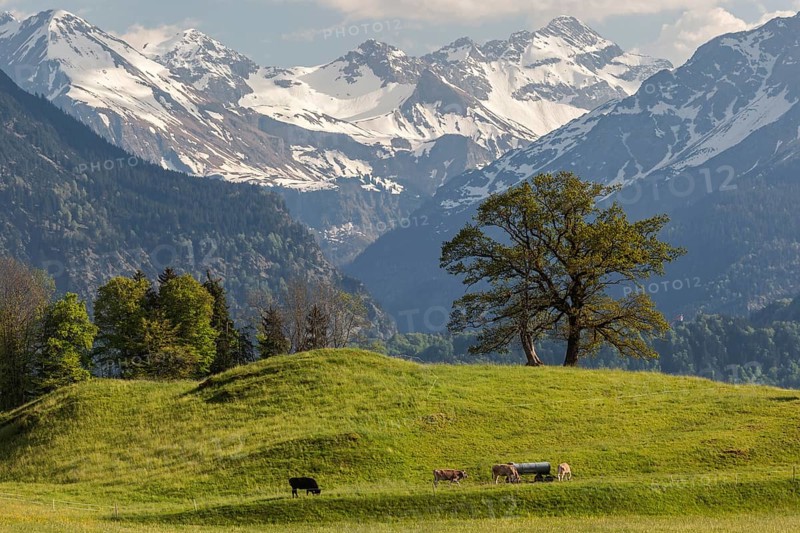 Group of trees with cattle in spring, snow-covered mountains of the Allgaeu Alps in the background, near Schoellang, Oberallgaeu, Allgaeu, Bavaria, Germany, Europe