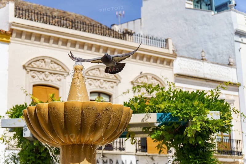 Pigeon in flight leaving to drink water from a fountain