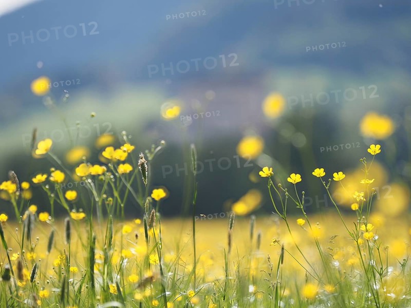 Meadow with tall buttercups (Ranunculus acris), buttercup, common buttercup, near Irdning, Ennstal, Styria, Austria, Europe