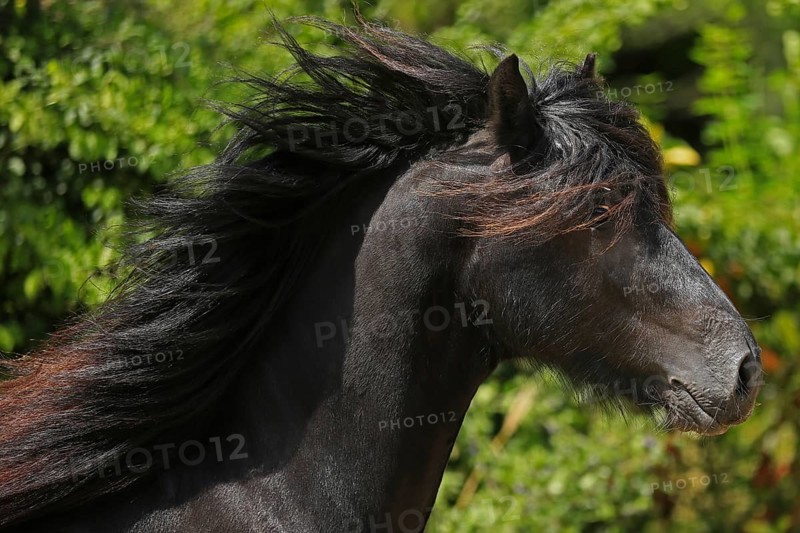 Fell pony, black pony, pony