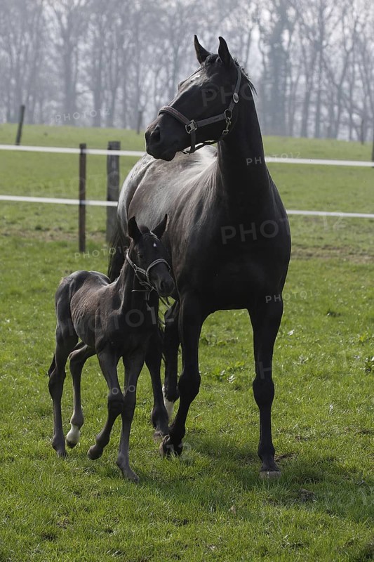 Hanoverian, mare with foal
