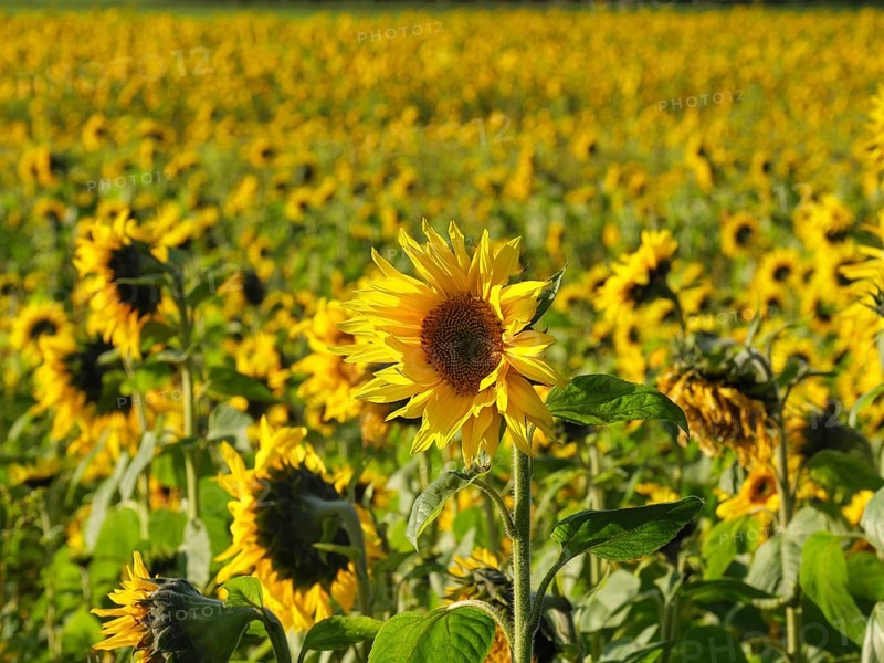 Lively sunflower field, single flower in the foreground, many flowers in the background, blooming yellow sunflowers in a field with trees in the background against a blue sky, borken, germany