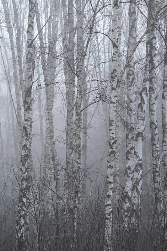 Downy birches (Betula pubescens) in winter in the fog, Lower Saxony, Germany, Europe