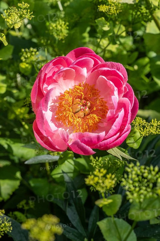 Peony (Paeonia Coral Charm) between yellow umbels (Smyrnium perfoliatum), Emsland, Lower Saxony, Germany, Europe