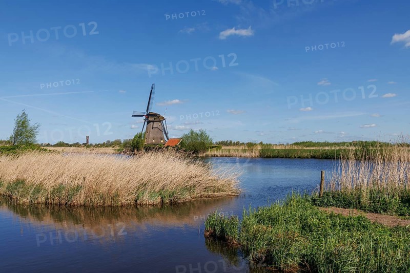Windmill stands on the river bank, surrounded by reeds and grass under a clear blue sky, many historic windmills on a river in the middle of fields, Kinderdijk, Netherlands