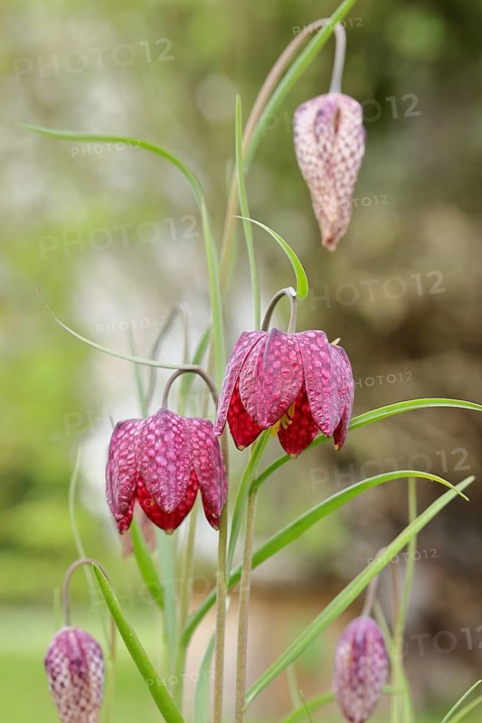 Snake's head fritillary (Fritillaria meleagris), flowers in a meadow, inflorescence, early bloomer, spring, Wilnsdorf, North Rhine-Westphalia, Germany, Europe