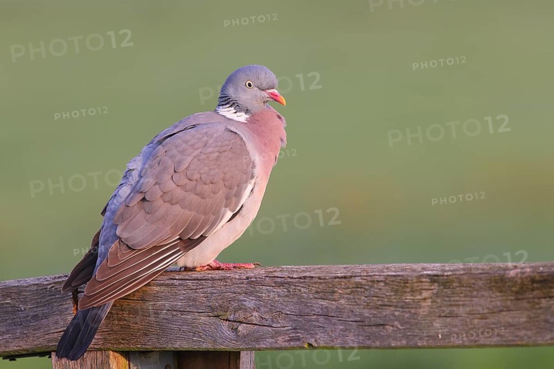 Common wood pigeon (Columba palumbus), sitting on a fence, Ochsenmoor at Lake Duemmer, Lower Saxony, Germany, Europe