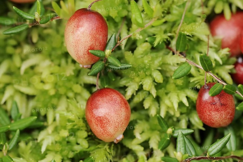 Small cranberry (Vaccinium oxycoccos, Oxycoccus palustris), berries, North Rhine-Westphalia, Germany, Europe