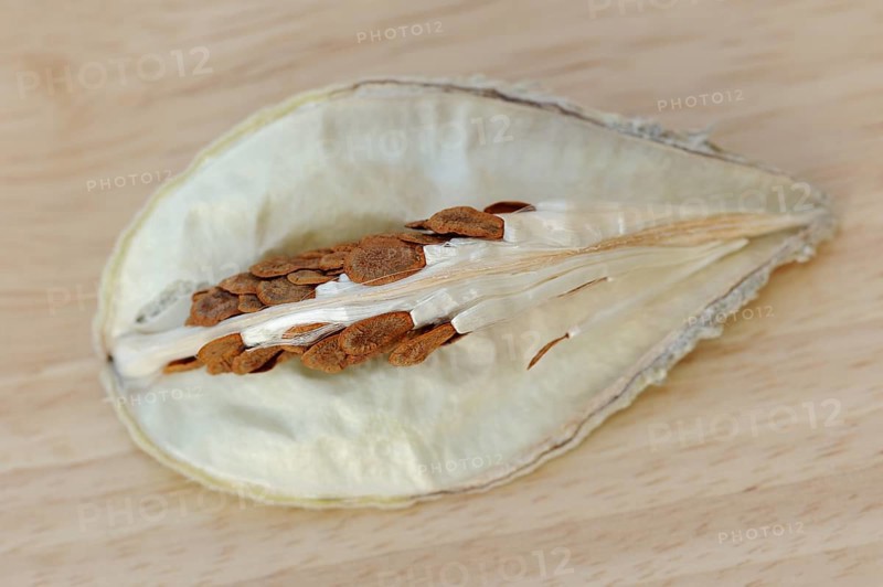Common milkweed (Asclepias syriaca), fruit with seeds, ornamental plant, native to North America