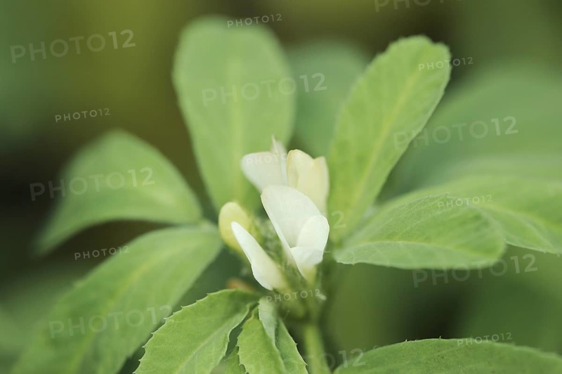 Fenugreek (Trigonella foenum-graecum), flower, North Rhine-Westphalia, Germany, Europe