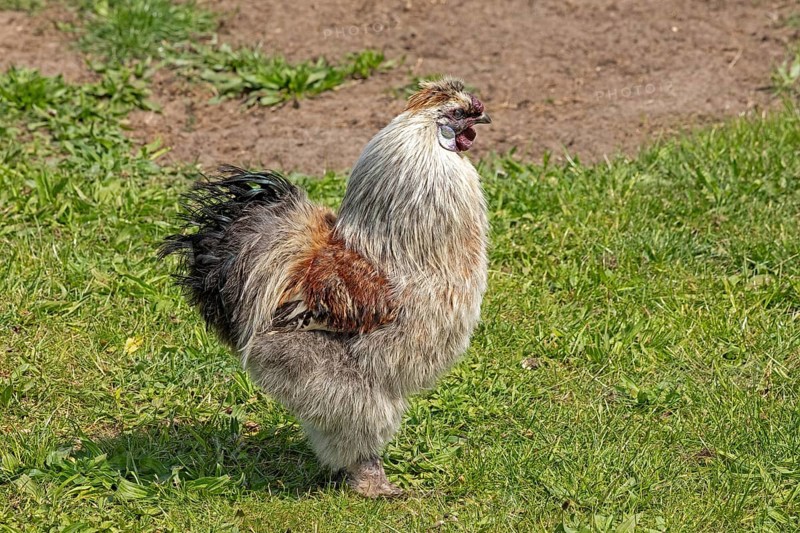 Silk grouse cock, Wittorf, Samtgemeinde Bardowick, Lower Saxony, Germany, Europe