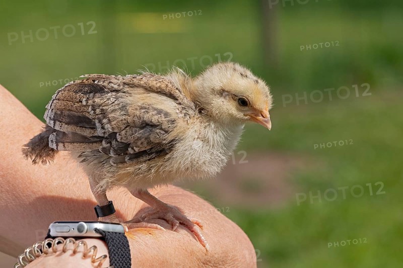 Pedigree chicken chick sitting on arm, Wittorf, Samtgemeinde Bardowick, Lower Saxony, Germany, Europe