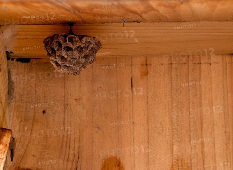 Wasp nest, nest in a wooden shed, european paper wasp (Polistes dominulus), also European Paper Wasp (Polistes gallicus), Stuttgart, Baden-Wuerttemberg, Germany, Europe
