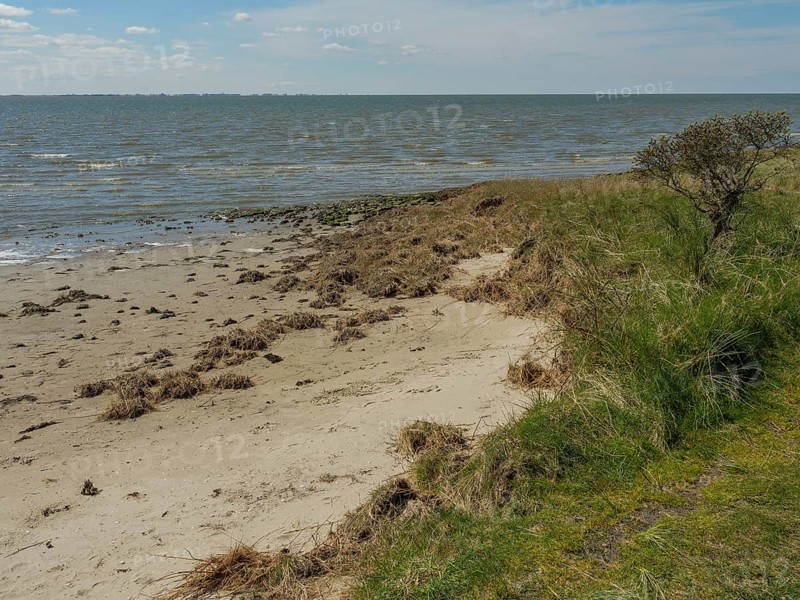Sandy beach beach with grass and a small bush bordering the sea under a cloudy sky, dune and beach by the sea with footpaths, grass and lots of sand, nes ameland, the netherlands