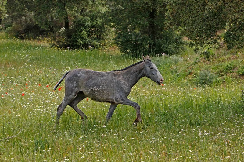 Andalusian, Andalusian horse, Antequerra, Andalusia, Spain, foal, flower meadow, Europe