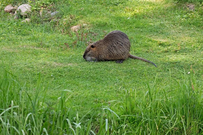 Nutria (Myocastor coypus) grazing, lawn, Boizenburg, Mecklenburg-Vorpommern, Germany, Europe