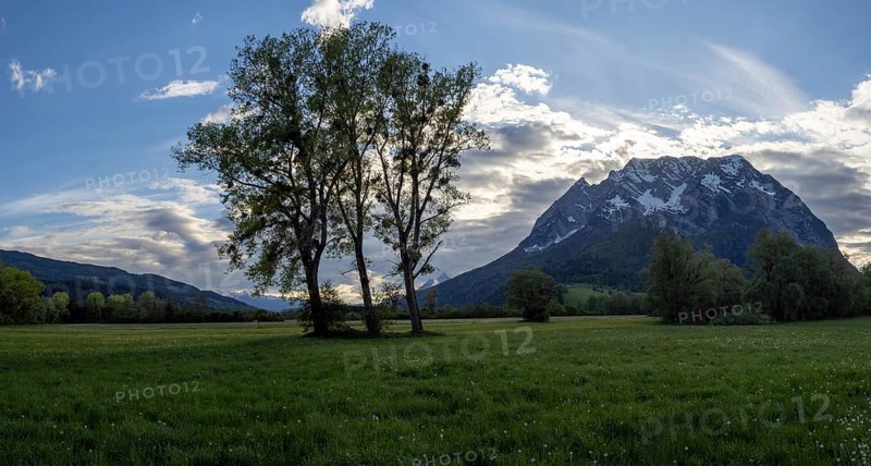 Evening mood, trees in a meadow, Grimming, panoramic shot, near Irdning, Ennstal, Styria, Austria, Europe