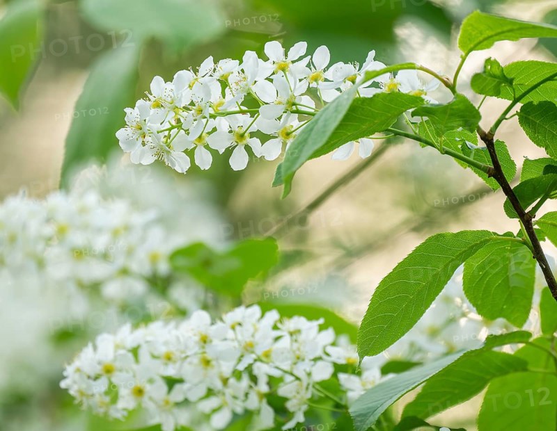 European Bird Cherry (Prunus padus), flowers and leaves, Lower Saxony, Germany, Europe