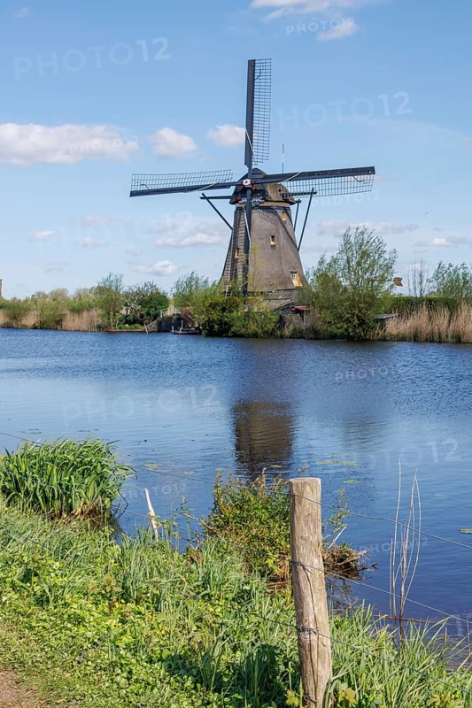 Windmill on the river bank with reeds and meadow under a blue sky, many historic windmills on a river in the middle of fields, Kinderdijk, Netherlands
