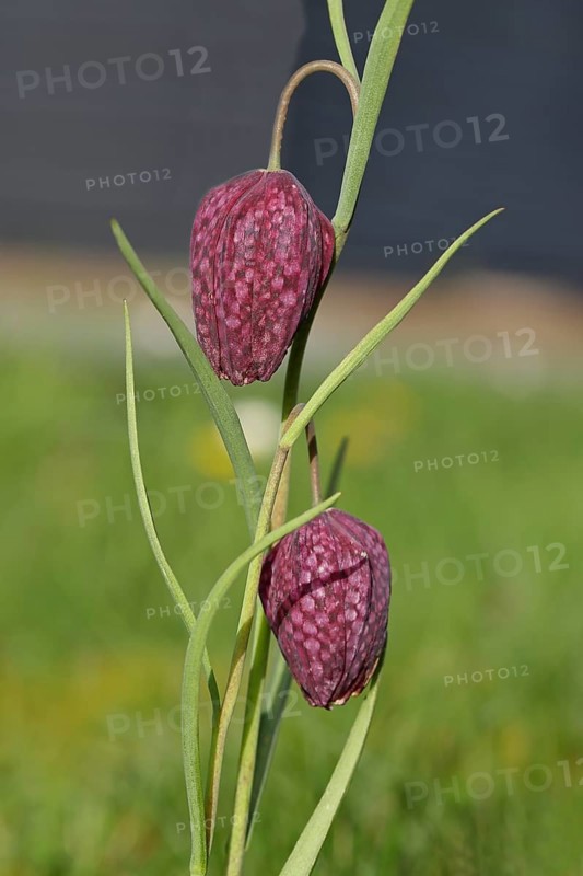 Snake's head fritillary (Fritillaria meleagris), flowers in a meadow, inflorescence, early bloomer, spring, Wilnsdorf, North Rhine-Westphalia, Germany, Europe
