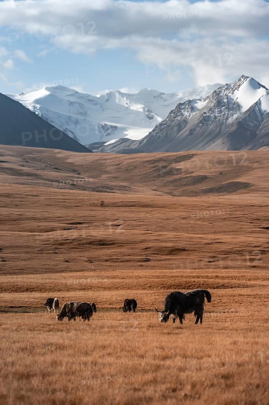 Glaciated and snow-covered mountains, yaks grazing on the plateau in autumnal mountain landscape with yellow grass, Tian Shan, Sky Mountains, Sary Jaz Valley, Kyrgyzstan, Asia