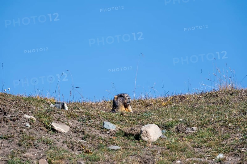 Gray marmot (Marmota baibacina) looking out of its hole, Sary Tash valley, Kyrgyzstan, Asia