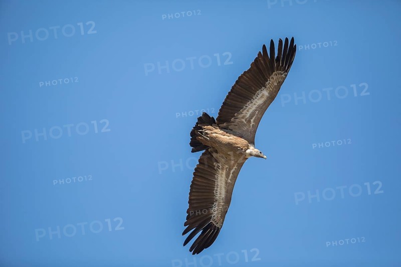 Griffon vulture (Gyps fulvus), Monfraguee National Park, Extremadura, Castilla La Mancha, Spain, Europe
