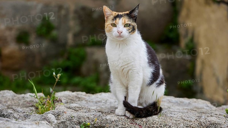 Sitting cat with colourful spots on a stone wall, near Grand Master's Palace, Knights' Town, Rhodes Town, Rhodes, Dodecanese, Greek Islands, Greece, Europe