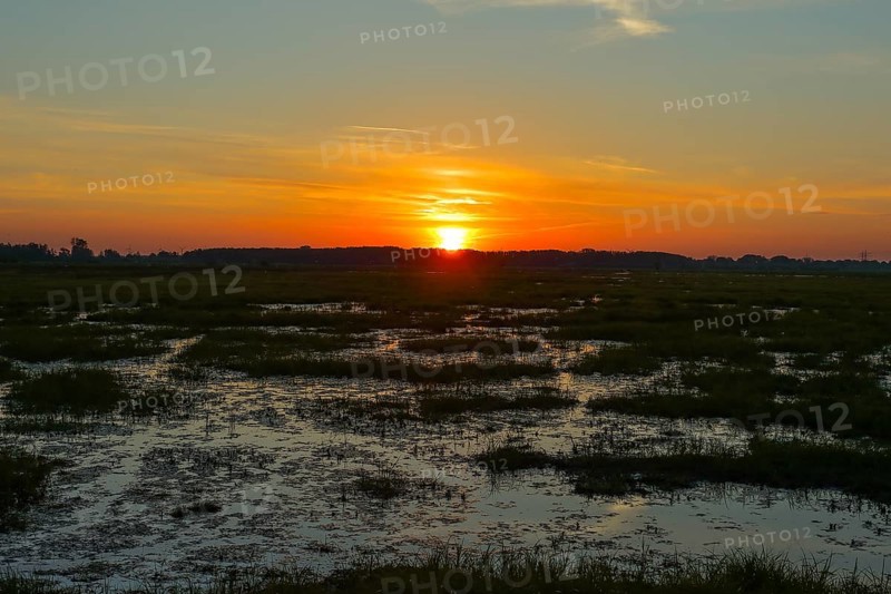 Sunrise in the Ochsenmoor, Lake Duemmer, wet meadows, spring, Huede, Lower Saxony, Germany, Europe
