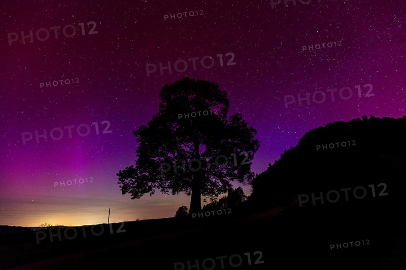 Silhouette of lime tree in front of aurora borealis, northern lights due to solar storm, Challhoechi, Basel-Land, Switzerland, Europe