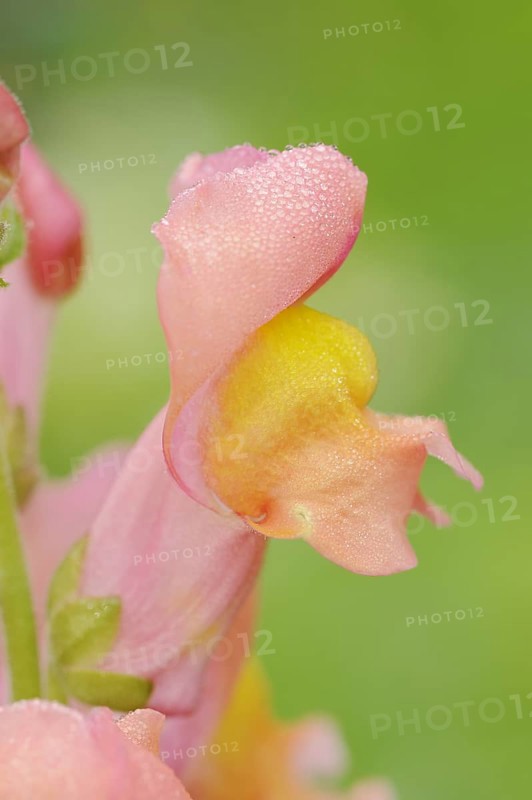 Common snapdragon (Antirrhinum majus), flower, ornamental plant, North Rhine-Westphalia, Germany, Europe