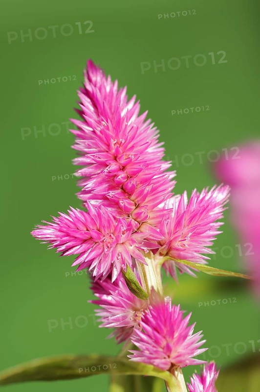 Plumose celosia (Celosia argentea var. plumosa), inflorescence, ornamental plant, North Rhine-Westphalia, Germany, Europe
