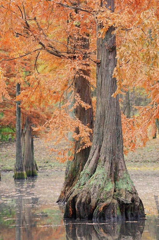 Bald cypress (Taxodium distichum) in autumn, North Rhine-Westphalia, Germany, Europe