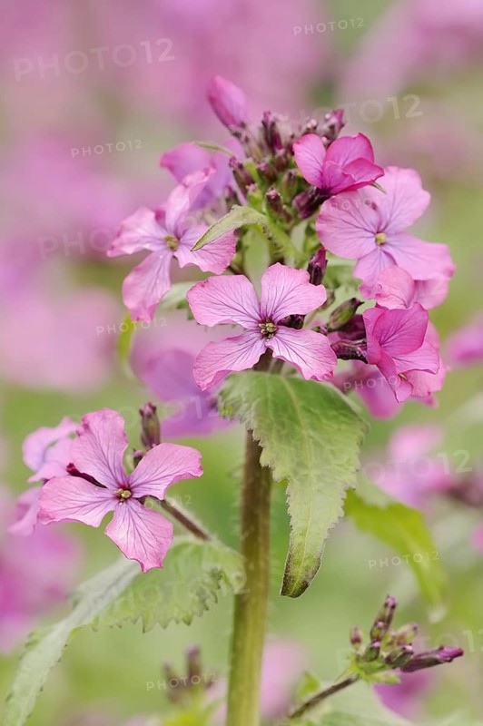Dame's rocket (Hesperis matronalis), flowers, North Rhine-Westphalia, Germany, Europe