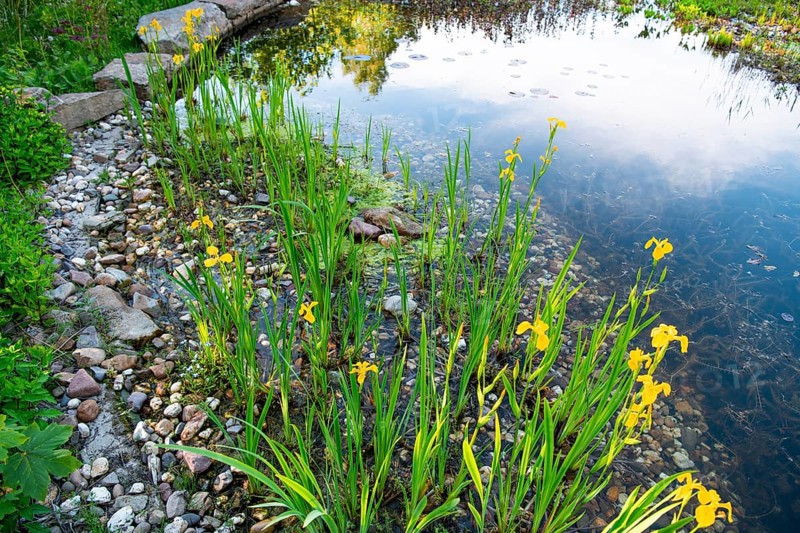 Yellow iris (Iris pseudacorus), by a pond in a natural garden, practical nature conservation, biotope for insects, amphibians and birds, swimming pond with near-natural water edge design, Germany, Europe