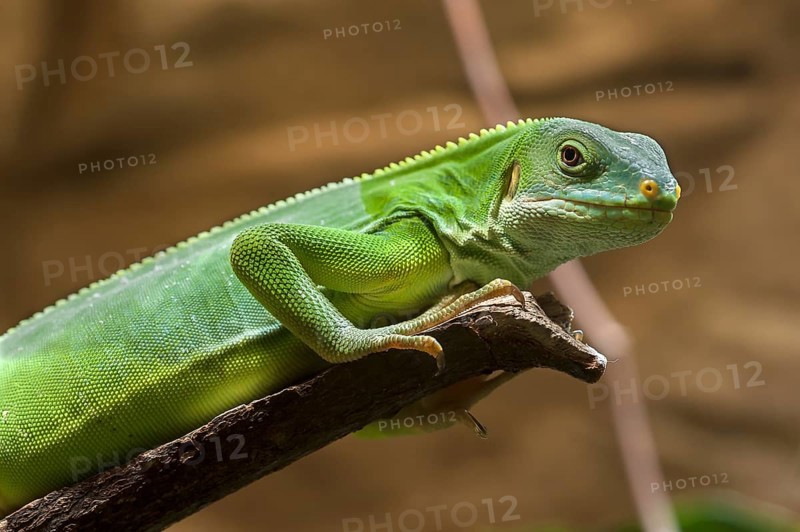 Fiji iguana (Brachylophus fasciatus) in the terrarium, Nuremberg Zoo, Nuremberg, Middle Franconia, Bavaria, Germany, Europe
